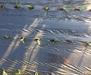 農業の栽培に関することや機械の選び方の提案します 家庭菜園などのアドバイス等も受け付けております。 イメージ2