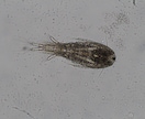 プランクトンの顕微鏡写真を提供します 元生物教師がミジンコやボルボックスの綺麗な写真を撮りました。 イメージ3