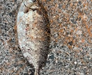 あなたのフカセ釣りを一から丁寧に考えます 周りに聞ける人、いなくても大丈夫。最適な方法を考えます！ イメージ7