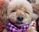 あなたの大切なペットちゃんの気持ちを伝えます 亡くなったペットちゃんの場合、約一ヶ月以内なら繋がれます。 イメージ2