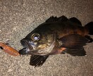 ルアー釣りの「いろは」お伝えします 【最長15日】実体験を基にお答えします！ イメージ5