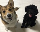 ワンちゃんのお悩み相談受けます ワンちゃんとのスキマ埋めます！ イメージ4