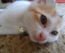 0～3時の間で1時間、集中チャットでお話し聞きます ※※※～10/15の3時まで、OPENキャンペーン中！ イメージ1
