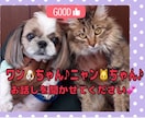 ペット占い♡ご家族のペット犬・猫ちゃん占います ！大切なワンちゃん・ニャンちゃんのお話しを存分にしましょう！ イメージ1