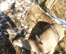 狩猟に関する相談を受け付けます 狩猟経験者としての目線からアドバイス致します。 イメージ1