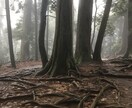 迷いの心に愛の鉄剣！厳しくも温かい御言葉で導きます サナトクマラ、毘沙門天、千手観音、光のメッセージ イメージ5