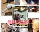 保護活から✴︎学んだペット霊視お気持ち拝見します 保護活から得たペットそれぞれの気持ちをお伝えします†✴︎ イメージ9