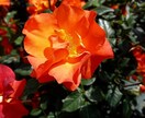 今のあなたの魅力を伝えるお花をお選びします 魅力を表すお花＆高次元のメッセージ＆未来を変えるセッション イメージ7