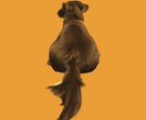 写真から可愛くペットの似顔絵を描きます 大切なペットの似顔絵を描いて欲しい人に☺️ イメージ4