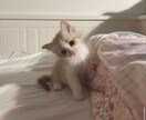 匿名OK！！ 愚痴・恋愛相談を優しく聞きます 話し相手が欲しい方！推しの話聞いて欲しい方！どうぞ！！ イメージ1