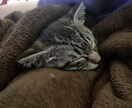 子猫のゴロゴロ音差し上げます 二匹の猫のうち一匹、または二匹のゴロゴロ音を差し上げます！ イメージ3