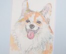 ペット似顔絵＊挿絵のようにふんわり描きます あなたのこころの陽だまりのような、そんな想いを大切に イメージ2