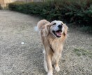 愛犬のこと何でも相談にのります 動物病院で6年間働いた愛玩動物看護が全力でサポートします！ イメージ1