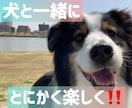 家庭犬の「しつけ」にお応えします 大切な事は「とにかく楽しく！」現役インストラクターが応えます イメージ1