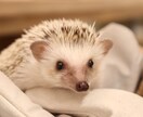 東海限定！記念に残るペットのお写真撮ります ペットさんのベストショットをお撮りします★ イメージ5