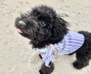 わんちゃんが喜ぶおもちゃをご提案致します 新米わんこパパ・ママ向け！15年以上になる愛犬家がサポート イメージ1