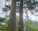 韓国式四柱推命で運勢の流れを鑑定します 大運と今年の運勢を中心に鑑定します。 イメージ2