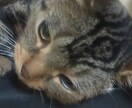 ゆるーい猫が占います 敬語とか堅くて嫌、猫がすきな人向けにゃ、詳しくは説明見てにゃ イメージ1