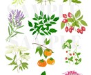 おしゃれな植物やお花・食べ物等のイラスト作成します WEB素材、チラシ等販促用など様々な用途でご利用いただけます イメージ2