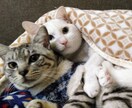 恋愛・恋活・不倫・悩みお聞きします 三回の結婚経験を元に➿️男女の苦悩を和らげたいと思います。 イメージ3