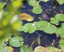 写真提供します あなただけの写真世界へ行こう！ イメージ3