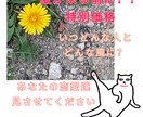 特別価格！恋愛運、タロットカードに聞いてみます 夏が来る前に！恋をしたい！いつになったらどんな恋人ができる？ イメージ1