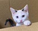 退屈、誰かと話したいアナタお友達なります 気軽にカフェ感覚でお話しましょう☕️ イメージ2