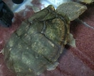 ニオイガメ、ドロガメの飼育相談、解説します （初心者向け）ニオイガメ、ドロガメ飼育の悩みを整理します イメージ2