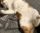 我が家の激カワ猫で癒しを差し上げます 精神的に疲れた時にいつも元気にしてくれるウチの自慢の猫の画像 イメージ2