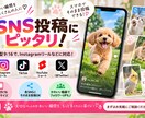 ペット写真1枚から可愛いリール動画15本作ります あなたのペットが主役！15秒のAI動画を15本制作 イメージ6