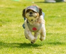 自然な表情を大切に愛犬・ペットを撮影いたします 大切な家族との、今という宝物を写真に。 イメージ4