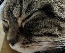 愚痴全般お話し聞きます、なんでもお話し聞きます 愚痴全般なんでも基本聞き役に徹します！ イメージ1