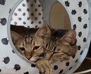 かわいいペットちゃんの気持ち伝えます ペットちゃんと飼い主様を繋げる架け橋になります イメージ2
