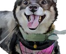 商用利用OK！宝石のような眩しい絵を描きます 色彩豊かで繊細な唯一無二の作品をお届けします。 イメージ5
