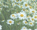 2日間✲こばとがのんびり〜聞いたり話したりします ふわふわ、まったり、癒したいです〜( ´,,•ω•,,`)♡ イメージ7