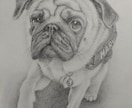 ペットの似顔絵を鉛筆で描きます 大好きなペットとの思い出を鉛筆画にしてみませんか？ イメージ10