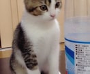 昔のペットの写真でも、綺麗に残します 色褪せてしまった思い出写真も、可愛く綺麗な形に整えます。 イメージ7