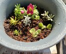 お好きな植物を育て＆弱った植物を再生します 先ずはチャットでご相談ください イメージ3