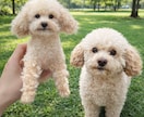 写真から作るオーダーメイド羊毛フェルトペットます 提供内容：彫刻犬猫そっくりぬいぐるみ イメージ10