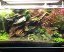 熱帯魚や海水魚 水草水槽の作成維持等教えます 美しい水草水槽や飼育全般に関して イメージ2