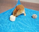 うさぎさんの可愛い写真提供します 我が家の可愛いうさぎの写真提供します！ イメージ4