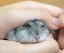 ハムスターの飼育方法のコツをお教えします ハムちゃんの選び方や飼い方、懐かせ方を知りたい方は必見です！ イメージ2