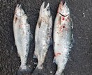 マス釣りをする方必見の簡単で最高のレシピ教えます 釣りは好きでも食べ方の種類があまりなく困っている方必見！ イメージ1