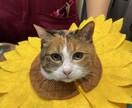 動物関連のことならなんでもお受けします 動物病院で出来る事、飼育されてるペット様に関する質問何でも イメージ8