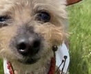 トイプードルの癒しの写真を提供します トイプードルのかわいらしい日常をお届けします イメージ7