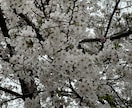 霊視/霊感占術にて「気になる」にお答えします 恋愛/仕事/人間関係/悩みを整理するお手伝いをします イメージ7