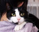 猫を飼っています 猫に関する悩みやご相談を承ります。 イメージ1