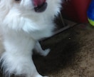 チワワやチンチラの話聞きます喋ります ★チワワやチンチラの可愛いお悩み・飼育相談も大歓迎です！ イメージ2