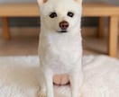 大切な愛犬さんをお作りします 世界にたった一つ♡うちのコ羊毛フェルト♡ イメージ3
