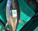 実績あり！釣り針の結び方、趣味漁師が直伝します 漁師の世界は企業秘密。だからこそ価値がある。 イメージ2